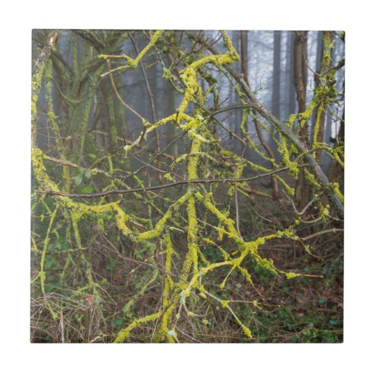 緑苔の生い茂った大きな枝 タイル (正面)
