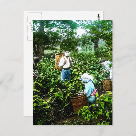 緑茶の収穫古葉日本農家 ポストカード (正面/裏面)
