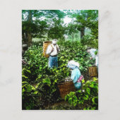 緑茶の収穫古葉日本農家 ポストカード (正面)