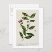 緑茶、プレート351から'A Curious Herbal'、パブル ポストカード (正面/裏面)