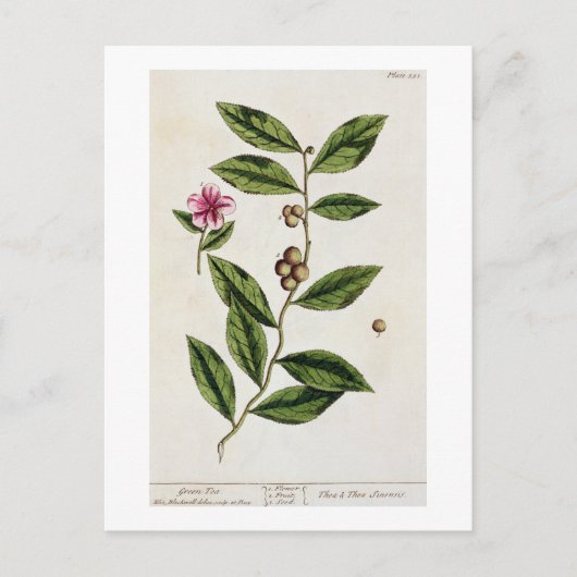 緑茶、プレート351から'A Curious Herbal'、パブル ポストカード (正面)