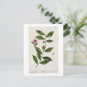 緑茶、プレート351から'A Curious Herbal'、パブル ポストカード (スタンド正面)
