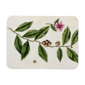 緑茶、プレート351から'A Curious Herbal'、パブル マグネット (横)