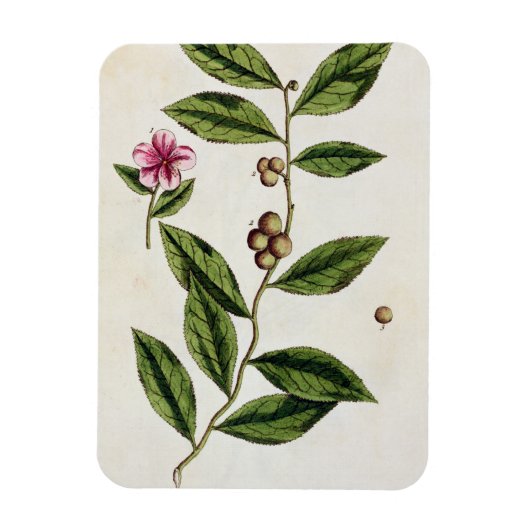 緑茶、プレート351から'A Curious Herbal'、パブル マグネット (縦)