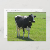 緑草原のオランダのFrisian牛 ポストカード (正面/裏面)