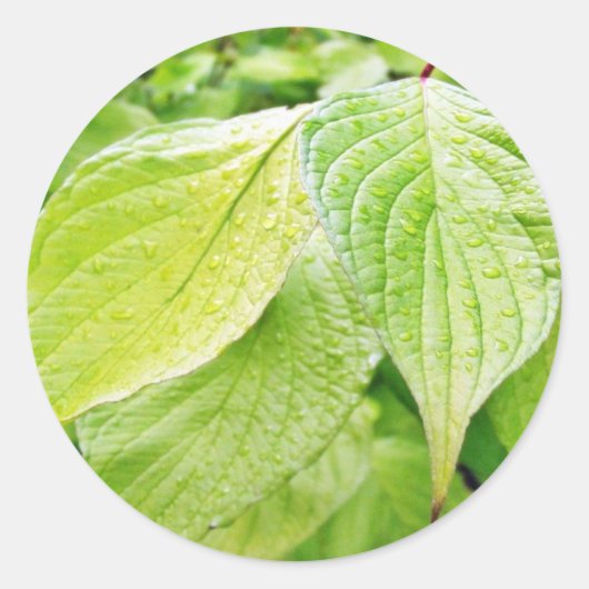 緑葉の木 ラウンドシール (正面)