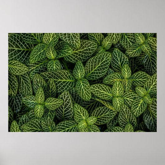 緑葉の植物のマクロ写真 ポスター (正面)