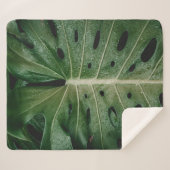 緑葉植物 シェルパブランケット (正面(横))