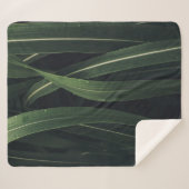 緑葉植物 シェルパブランケット (正面(横))