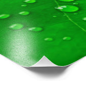 緑葉 フォトプリント            (角)