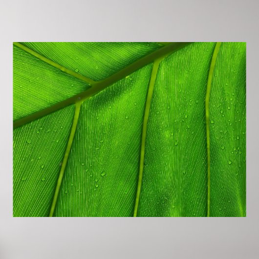 緑葉 ポスター (正面)