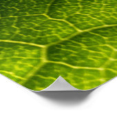 緑葉 ポスター (角)