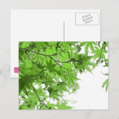 緑葉 ポストカード (正面/裏面)