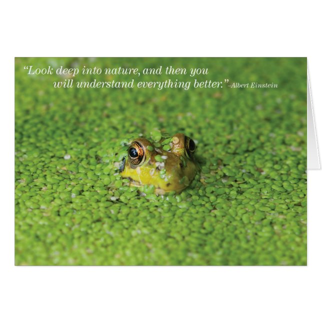 緑藻類のカエル (正面横)