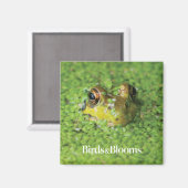 緑藻類のカエル マグネット (正面/裏面)