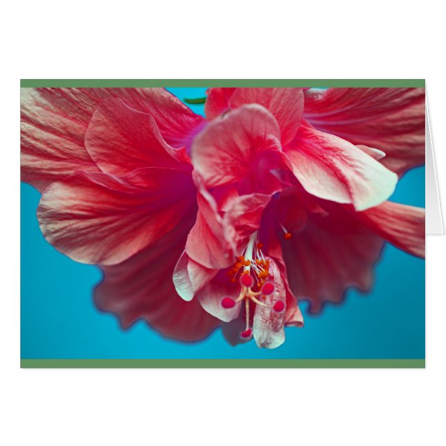 緑豊かなハイビスカス (正面横)