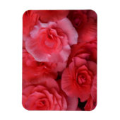 緑豊かなピンクベゴニア マグネット (縦)