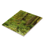 緑豊かな森とシダ |オレゴン州エコラ州パーク タイル (側面)