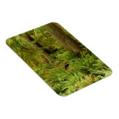 緑豊かな森とシダ |オレゴン州エコラ州パーク マグネット (右側)