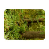 緑豊かな森とシダ |オレゴン州エコラ州パーク マグネット (横)