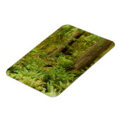 緑豊かな森とシダ |オレゴン州エコラ州パーク マグネット (左側)