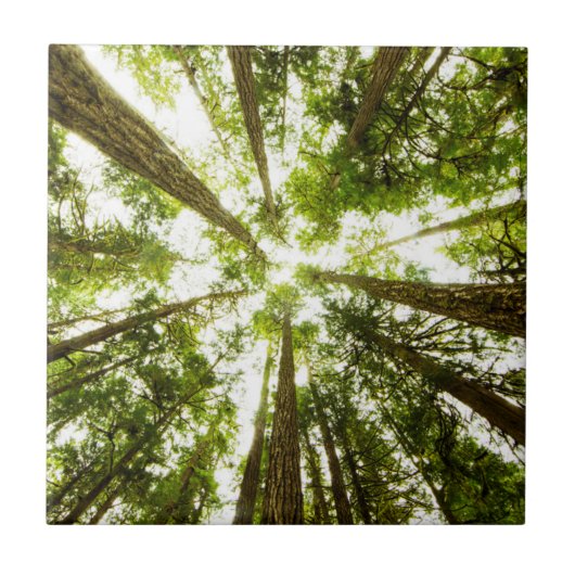 緑豊かな緑の熱帯雨林 タイル (正面)