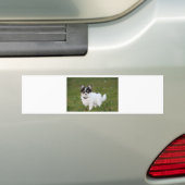 緑豊かな芝生の上に立つチワワ犬 バンパーステッカー (車上)