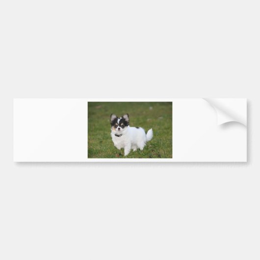 緑豊かな芝生の上に立つチワワ犬 バンパーステッカー (正面)