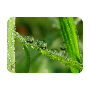 緑豊かな草の葉の水滴　静かなる自然 マグネット