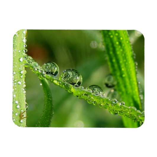緑豊かな草の葉の水滴　静かなる自然 マグネット (横)