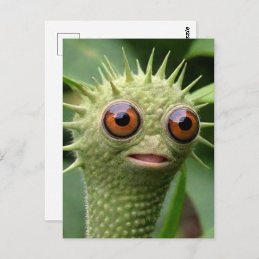 緑風変わりおもしろいの生物 ポストカード (正面/裏面)