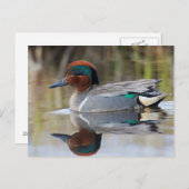 緑飛んだティール(緑がかった色) ポストカード (正面/裏面)