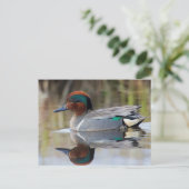 緑飛んだティール(緑がかった色) ポストカード (スタンド正面)