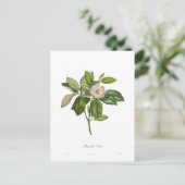 緑黄斑病 ポストカード (スタンド正面)