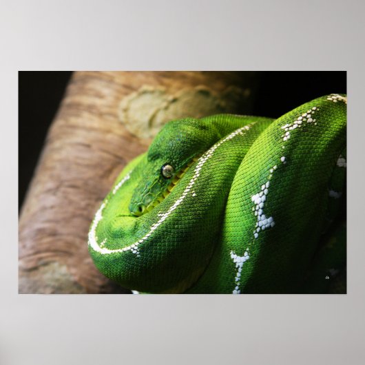 緑 ポスター (正面)