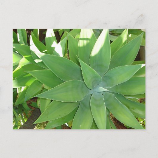 緑 ポストカード (正面)