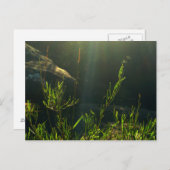 緑 ポストカード (正面/裏面)