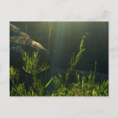 緑 ポストカード (正面)