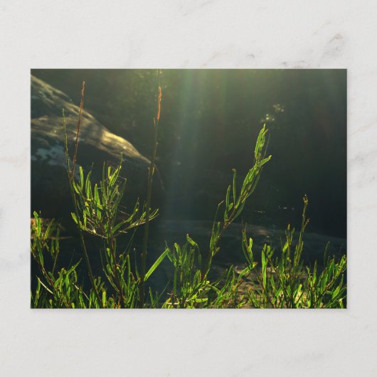 緑 ポストカード (正面)