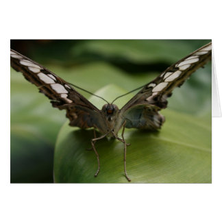 緑-中ブランクの蝶