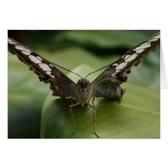 緑-中ブランクの蝶 (正面横)