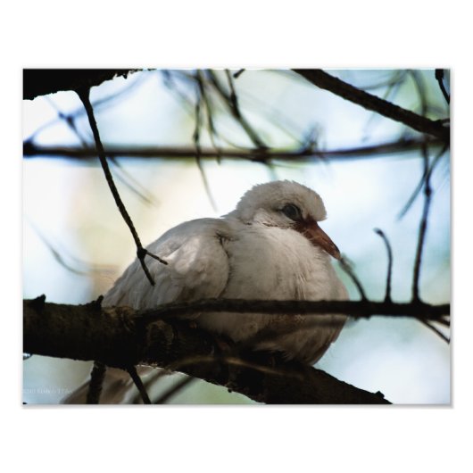 線マスター フォトプリント            (正面)