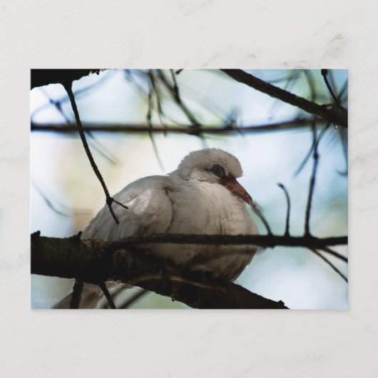 線マスター ポストカード (正面)