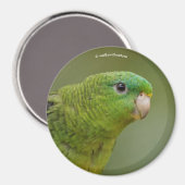 線条体 マグネット (正面/裏面)