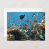 線条虫熱帯魚コーラルカオス シーズンポストカード (正面/裏面)