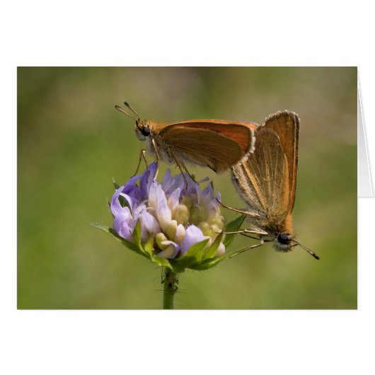 線状胸腺痛 (正面横)