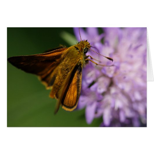 線状胸腺痛 (正面横)