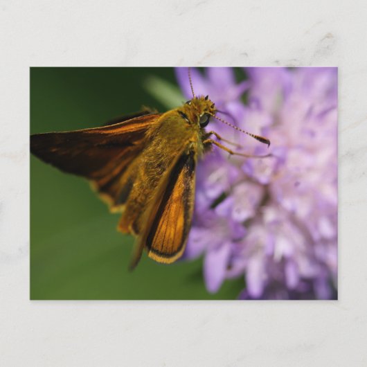 線状胸腺痛 ポストカード (正面)