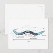線虫 Caenorhabditis elegans 雌雄同体 ポストカード (正面/裏面)