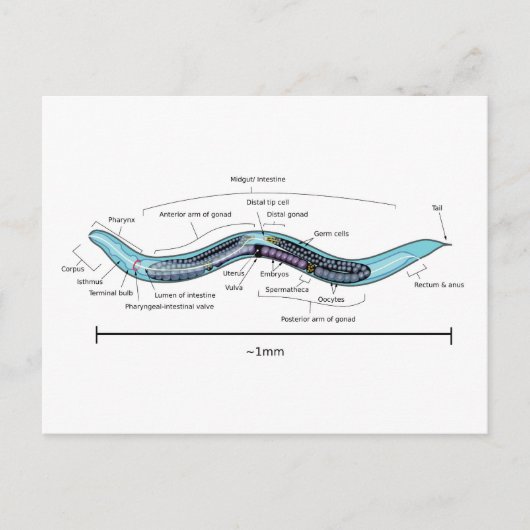 線虫 Caenorhabditis elegans 雌雄同体 ポストカード (正面)